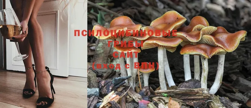 наркотики  Алексеевка  Галлюциногенные грибы MAGIC MUSHROOMS 